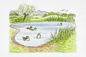 Illustration of Mallard (Anas platyrhynchos) ducks swimming and ducking for food in pond and birds flying in sky