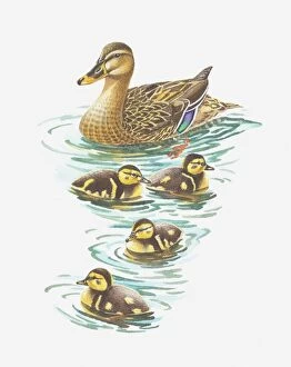 Female Animal Gallery: Illustration of mallard duck with ducklings