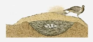 Images Dated 14th March 2011: Illustration of Malleefowl (Leipoa ocellata) covering its eggs with sand
