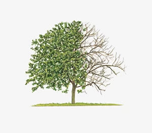 Images Dated 2nd March 2011: Illustration of Malus John Downie (Crab Apple) showing shape of tree with and without leaves