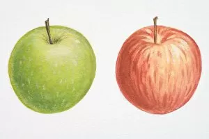 Illustration, Malus, red Apple and green Apple