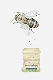 Images Dated 14th April 2010: Illustration of a man-made beehive with a single, magnified bee above it
