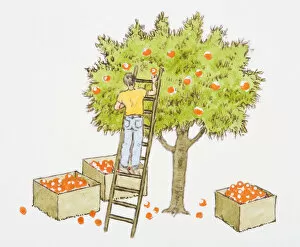 Ground Gallery: Illustration of man picking apples from tree, and boxes full of oranges below