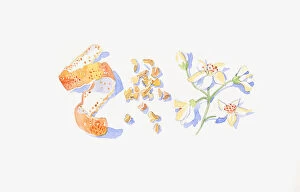 Images Dated 19th November 2008: Illustration of mandarin orange peel, frankincense and neroli stem with flowers and bud