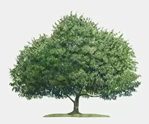Images Dated 2nd September 2009: Illustration of Mangifera indica (Mango), a large evergreen tropical tree