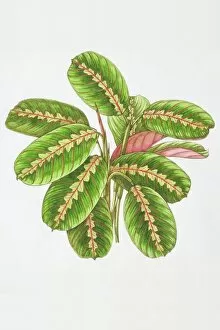 Images Dated 24th August 2006: Illustration, Maranta leuconeura Erythroneura, Herringbone Plant
