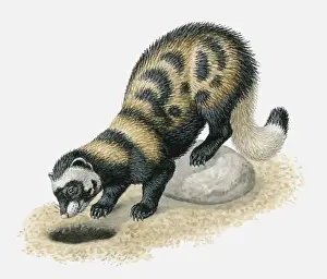 Burrow Prints: Illustration of Marbled Polecat (Vormela peregusna) looking in burrow