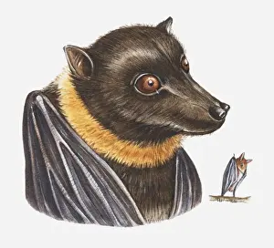Bat Animal Prints: Illustration of Mariana Fruit Bat (Pteropus mariannus mariannus)