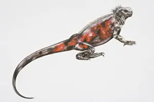 Squamata Prints: Illustration, Marine Iguana (amblyrhynchus cristatus), side view