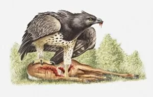 Images Dated 24th May 2010: Illustration of a Martial eagle (Polemaetus bellicosus) with a dead antelope