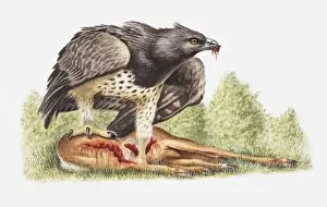 Carnivore Prints: Illustration of a Martial eagle (Polemaetus bellicosus) with a dead antelope