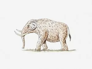 Images Dated 10th May 2011: Illustration of Mastodon (Mammut)