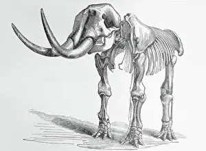 Mastodon Prints: Illustration of Mastodon Skeleton
