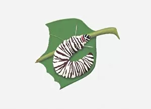 Images Dated 29th September 2010: Illustration of Mechanical Mimic (Melinaea lilis) caterpillar on leaf