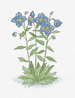 Images Dated 31st March 2011: Illustration of Meconopsis (Blue Poppy) with blue flowers and green leaves on long stems