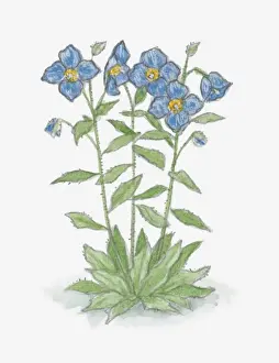 Illustration of Meconopsis (Blue Poppy) with blue flowers and green leaves on long stems