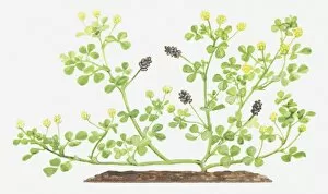 Leguminosae Gallery: Illustration of Medicago lupulina (Black medick), flowers and fruit-pods