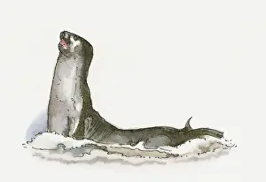 Seal Animal Prints: Illustration of Mediterranean Monk Seal (Monachus monachus)