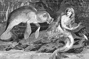 Illustration of Meeting Between Manatee and Mermaid