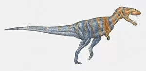 Images Dated 15th February 2010: Illustration of Megalosaurus theropod dinosaur