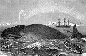 Whale Prints: Illustration of Men Attacking Whale with Hand Harpoon