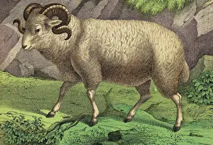 Illustration of a Merino Ram
