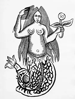 Wreck Prints: Illustration Of Mermaid