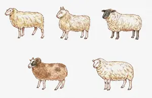 Profile View Prints: Illustration of Milk, Mule, Suffolk, Welsh Mountain, and Jacob Sheep
