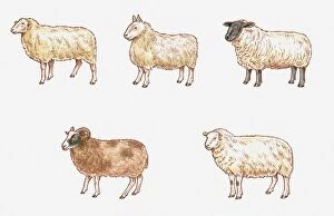 Five Animals Gallery: Illustration of Milk, Mule, Suffolk, Welsh Mountain, and Jacob Sheep