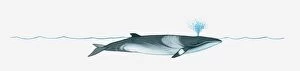 Animal Behavior Gallery: Illustration of Minke Whale (Balaenoptera) using blowhole on surface of water