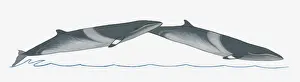 Breaching Prints: Illustration of Minke Whale (Balaenoptera) breaching (leaping) out of water