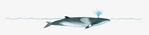Sea Life Prints: Illustration of Minke Whale (Balaenoptera) using blowhole on surface of water