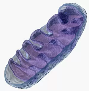 Images Dated 24th November 2009: Illustration of mitochondrion