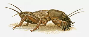 Images Dated 14th April 2010: Illustration of Mole Cricket (Mole Cricket)