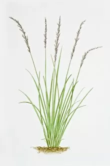 Plant Stem Gallery: Illustration of Molinia Caerulea (Purple Moor Grass)