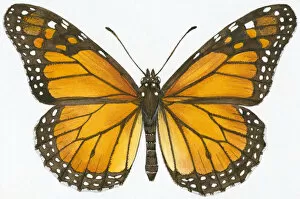 Images Dated 29th October 2008: Illustration of Monarch (Danaus plexippus) butterfly