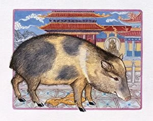 Images Dated 25th August 2009: Illustration of Monastery Pig, representing Chinese Year Of The Pig