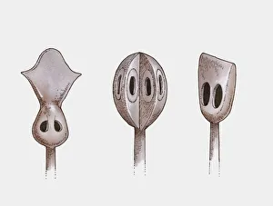 Images Dated 16th December 2009: Illustration of three Mongolian whistling arrowheads