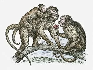 Images Dated 11th November 2009: Illustration of monkey family on tree branch