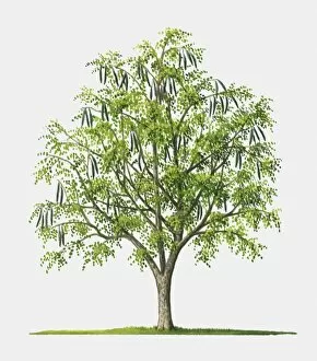 Illustration of Moringa oleifera (Ben Oil), tree with edible fruits and leaves also used in herbal m