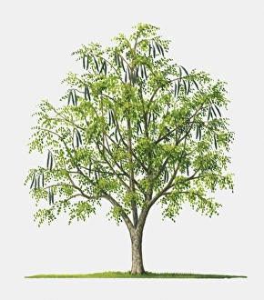 Illustration of Moringa oleifera (Ben Oil), tree with edible fruits and leaves also used in herbal m Images Dated 28th August 2009: Illustration of Moringa oleifera (Ben Oil), tree with edible fruits and leaves also used in herbal m