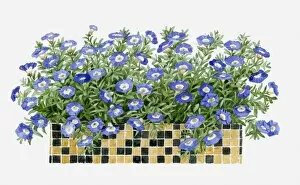 Illustration of mosaic tiled windowbox containing Molana Blue Bird
