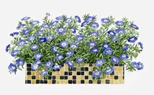 Window Box Prints: Illustration of mosaic tiled windowbox containing Molana Blue Bird
