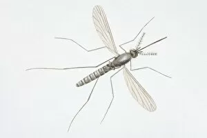 Images Dated 12th September 2006: Illustration, Mosquitoe (Culicidae)