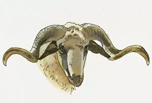 Anatolia Collection: Illustration of Mouflon (Ovis orientalis orientalis), wild sheep ram found in Anatolia