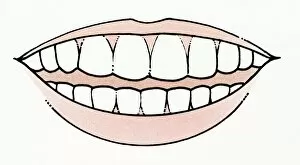 Images Dated 23rd January 2009: Illustration of mouth showing healthy set of teeth