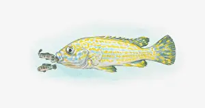 Illustration of mouthbrooder fish and babies