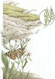 Images Dated 29th September 2010: Illustration of mud and grass marsh with close up of Painted Lady (Vanessa cardui)