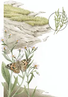 Marsh Prints: Illustration of mud and grass marsh with close up of Painted Lady (Vanessa cardui)
