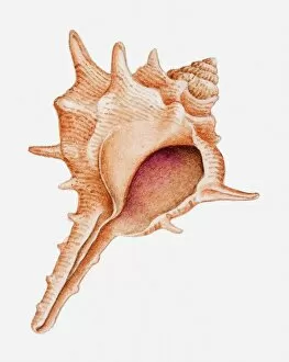 Mollusc Collection: Illustration of Murex shell